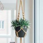 Hanging Plant